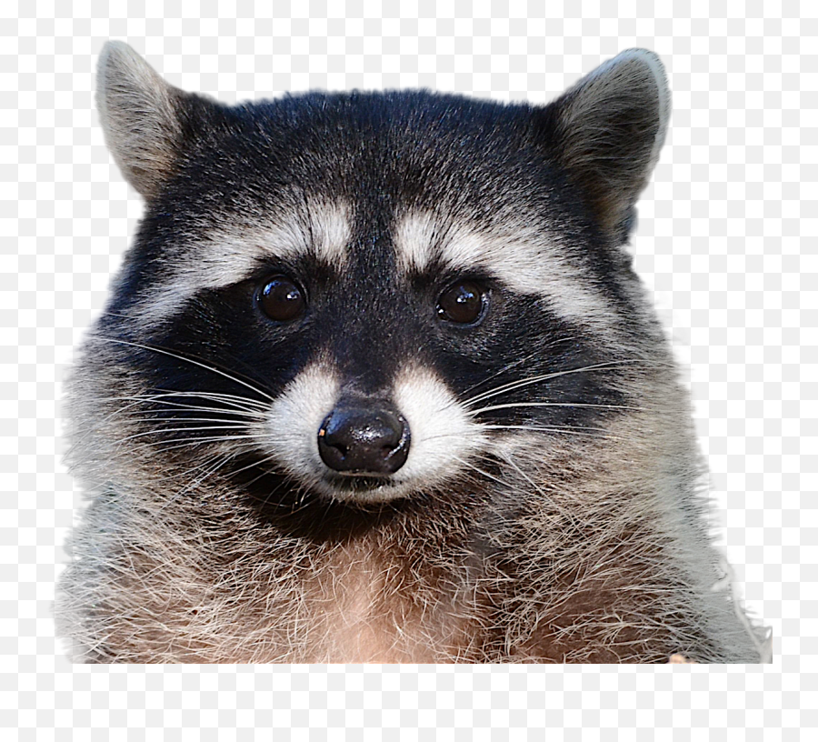 Raccoon Png Background - Raccoon Png,Raccoon Transparent Background