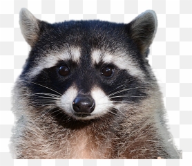 Raccoon Png Background