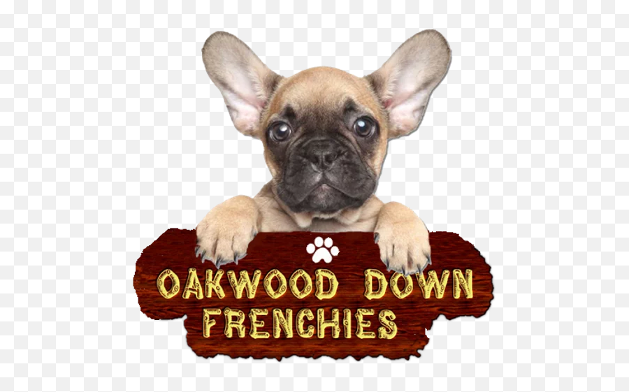 French Bulldog Puppies Oakwood Down For Sale - Transparent Background French Bulldog Png,Puppies Png