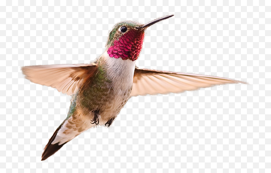 Broad Tailed Hummingbird - Hummingbird Transparent Background Png,Hummingbird Png