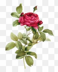 Flower Clipart Vintage Picture 1125094 - Vintage Drawing Png