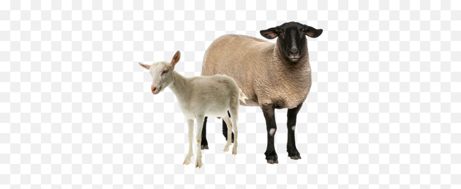 Sheep 78196 - Png Images Pngio Sheep And Lamb Png,Goats Png