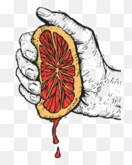 Grapefruit Shandy - Citrus Png,Grapefruit Icon