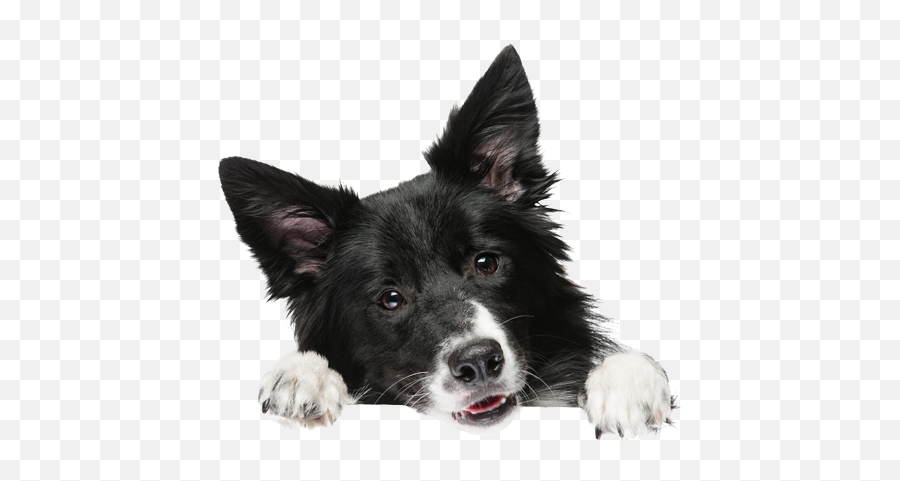 Puppy And Dog Training Classes In San Jose Ca Canine Tutors Png Transparent