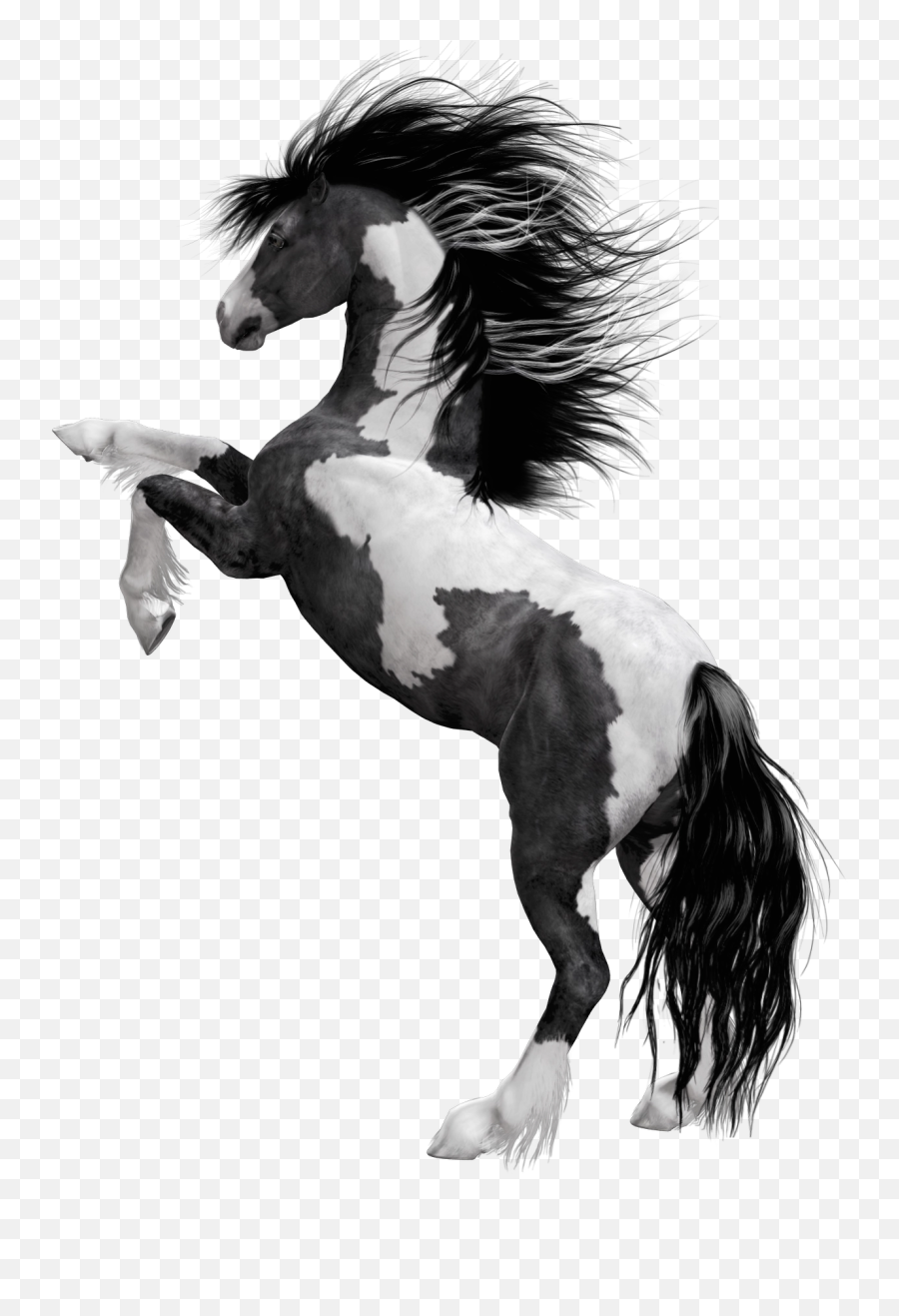 Download Free Png Black White Horse - Horse With Black And White Mane,White Horse Png