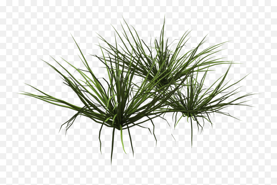 Lawn Texture Png Images With Transparent Of A Checkbook - Grass,Dead Grass Png