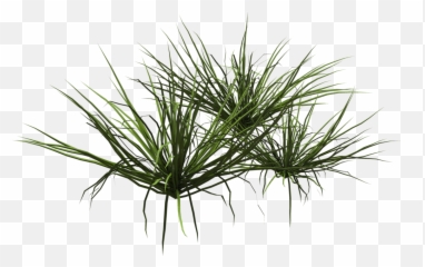 Lawn Texture Png Images With Transparent Of Checkbook - Grass