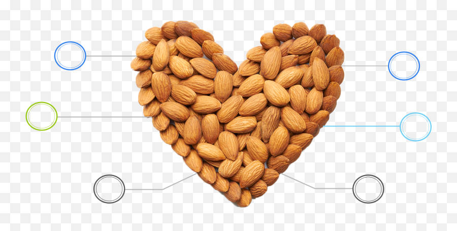 Download Hd Benefits Of Almonds - Almond Transparent Png Almonds Png,Almonds Png