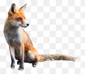 Orange And Silver Fox Png - Car,Fox Png