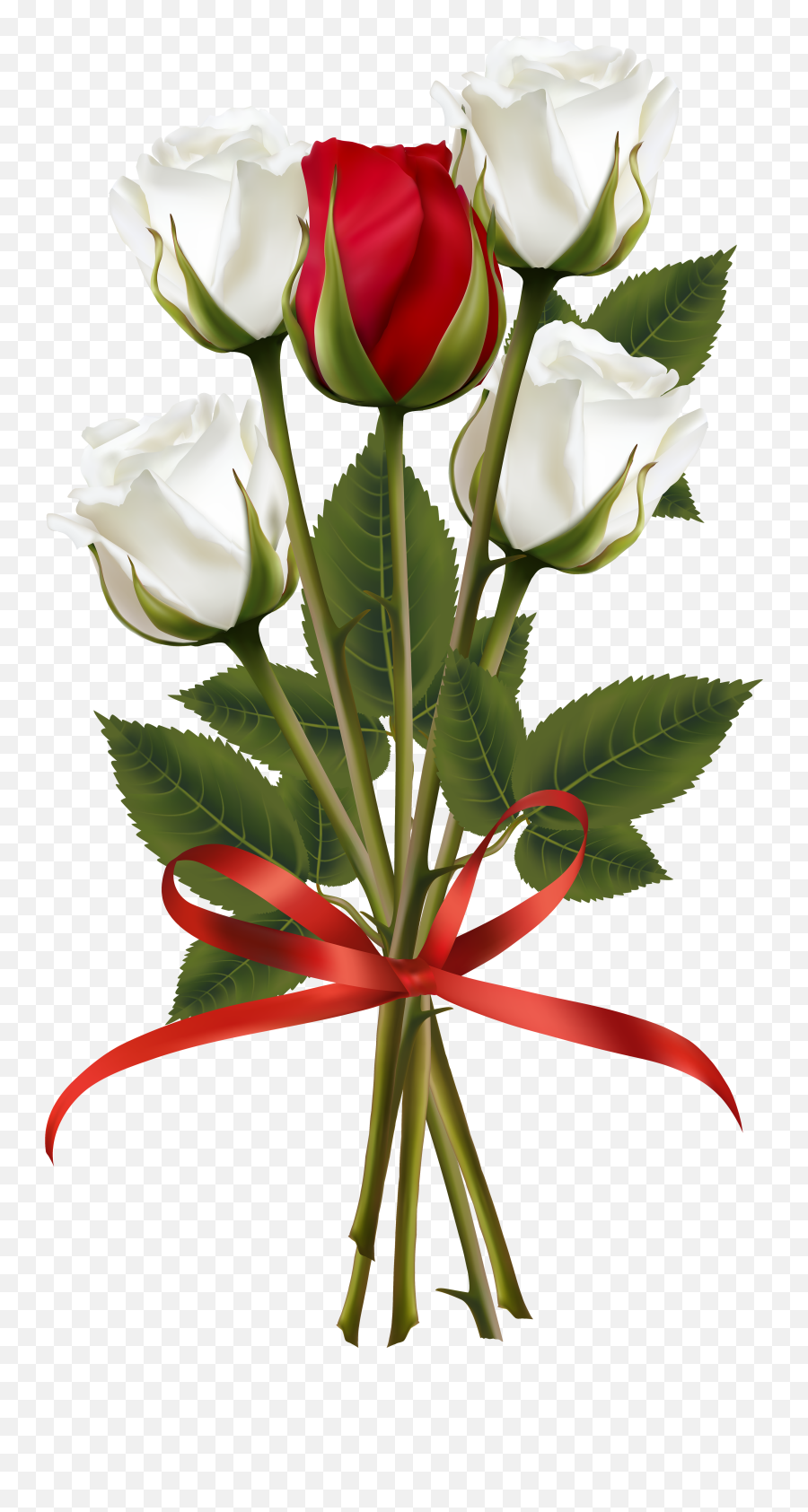 Drrcp44 - White And Red Roses Png,Red Rose Png