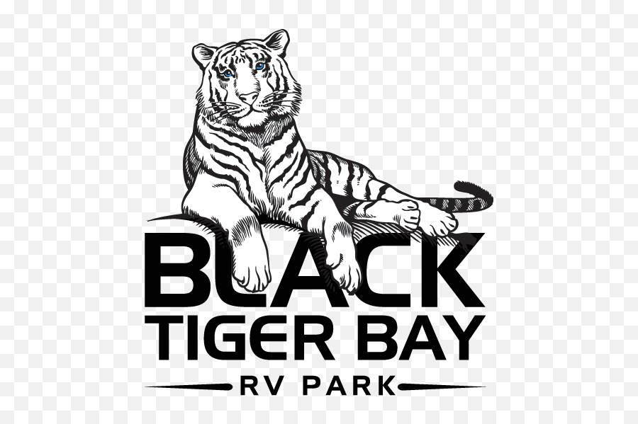 Download Hd Aaron Johnson U2022 - Black Tiger Logo Png Black Tiger Png,Tiger Logo Png