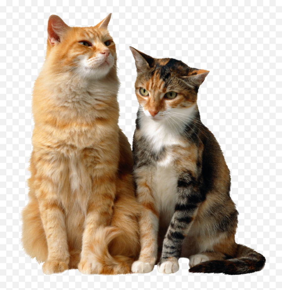 Download Free Png Cats - Backgroundcattransparent Dlpngcom Two Cats Png,Cats Transparent Background