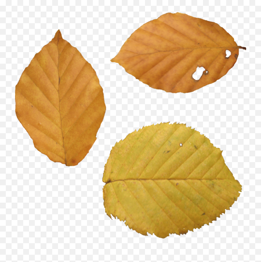 210 Best Maple Leaf Png - Duper Dry Leaf Png,Autumn Leaves Png