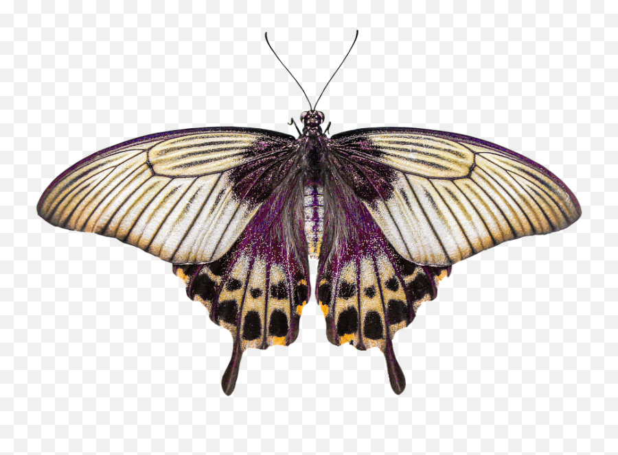 Butterfly Wing Png - Nature Animals Butterfly Insect Fly Motyl Plakat,Butterfly Wing Png