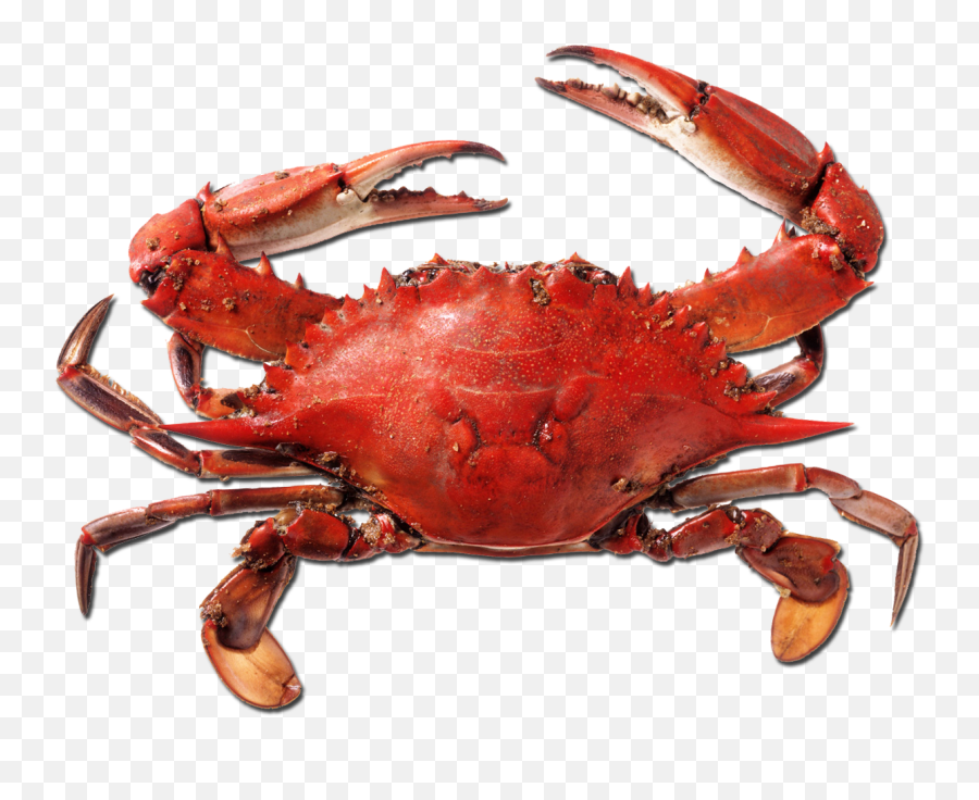 Red Crab Png Picture - Crab Png,Crabs Png