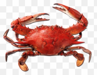 Red Crab Png Picture - Crab Png,Crabs Png