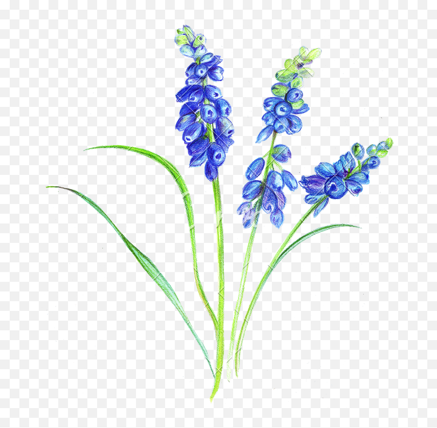 Lavender Plant Drawing Free Download - Flowers With Colour Pencil Png,Lavender Png