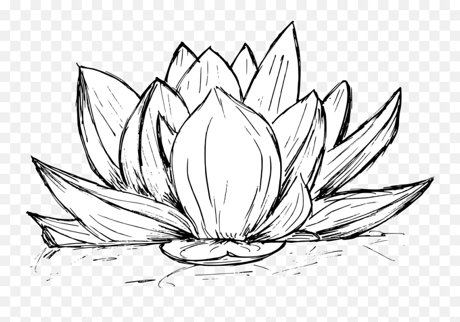 Lotus Drawing Vector Eps Svg Png Transparent Onlygfxcom - Nelum Flower Pencil Art,Lotus Transparent Background