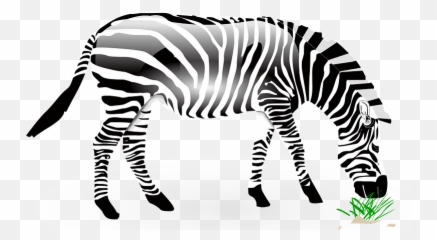 Download Zebra Eating Grass Clipart - Zebra Eat Grass Zebra Eating Grass Clipart Png,Eat Png