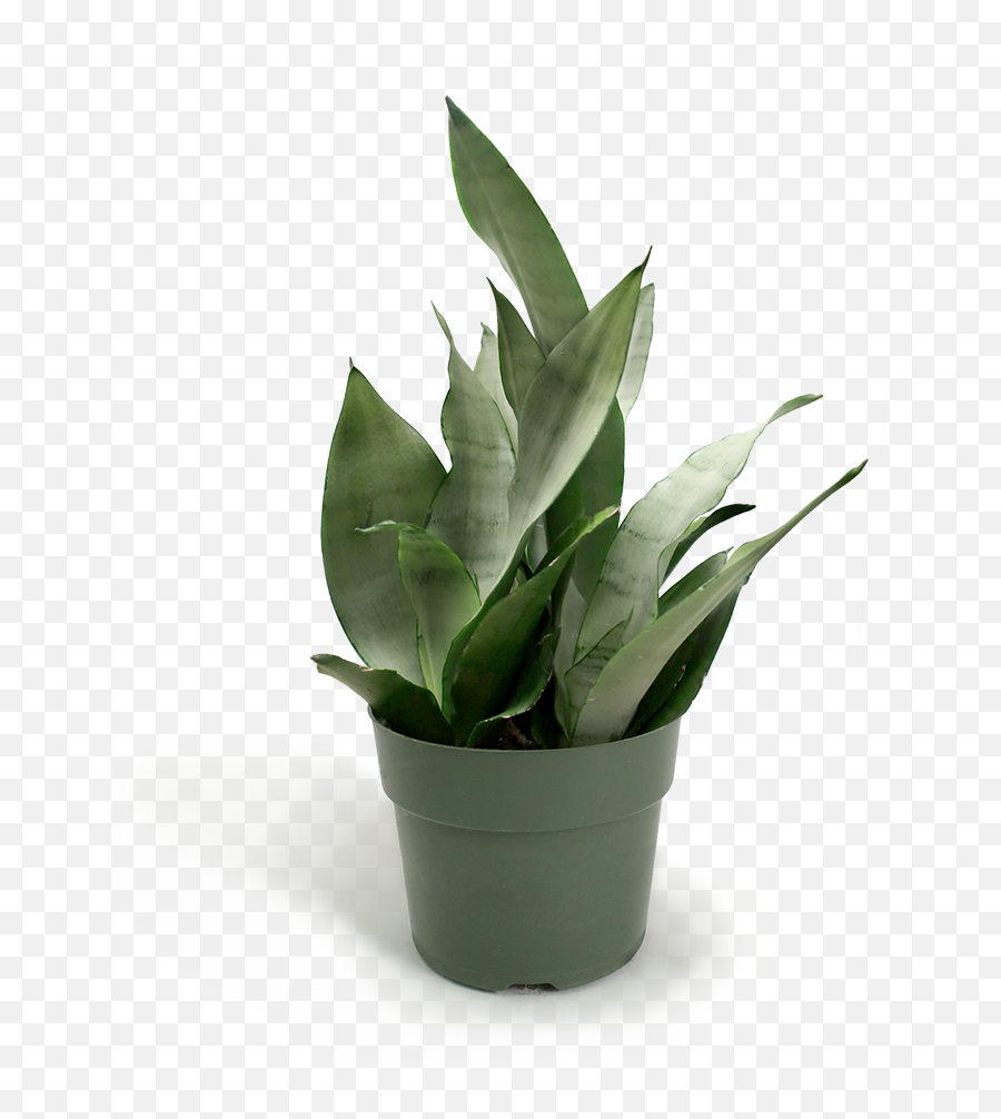 Sansevieria Moonshine Small - House Plant Transparent Background Png,Green Plant Png