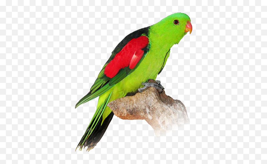 Transparent Clipart Free Download - Parakeet Png,Parrot Transparent