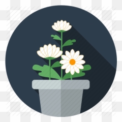 U0027floweru0027 By Le Trong Hoang - African Daisy Png,Chrysanthemum Png
