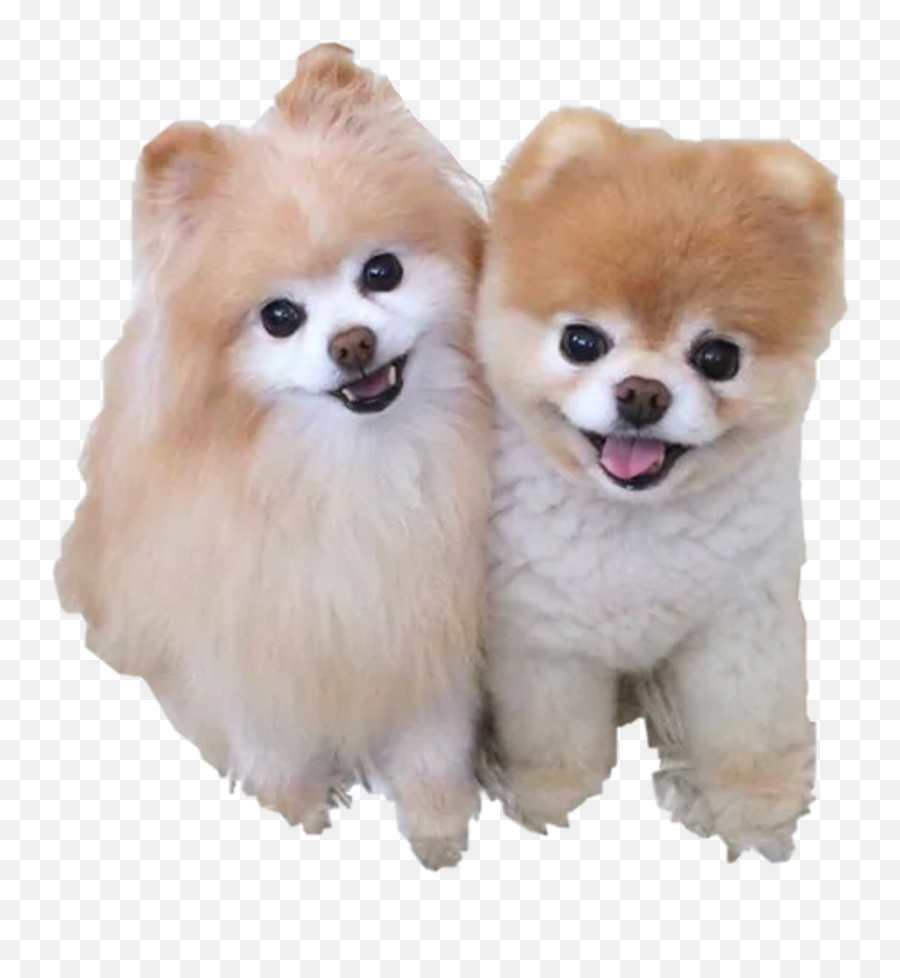 Boo - Sweet Dogs Png,Cute Dog Png