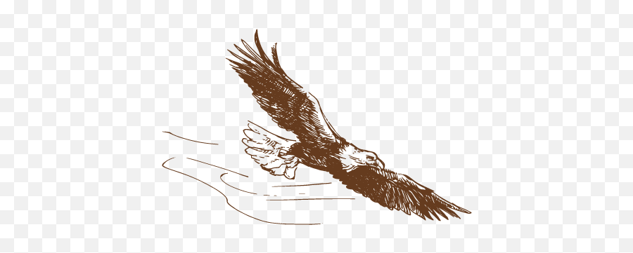 Eagle Flying Drawing2 - Automotive Decal Png,Eagle Flying Png