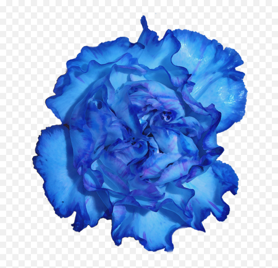 Download Blue Carnation Flower Png - Full Size Png Image Lovely,Carnation Png