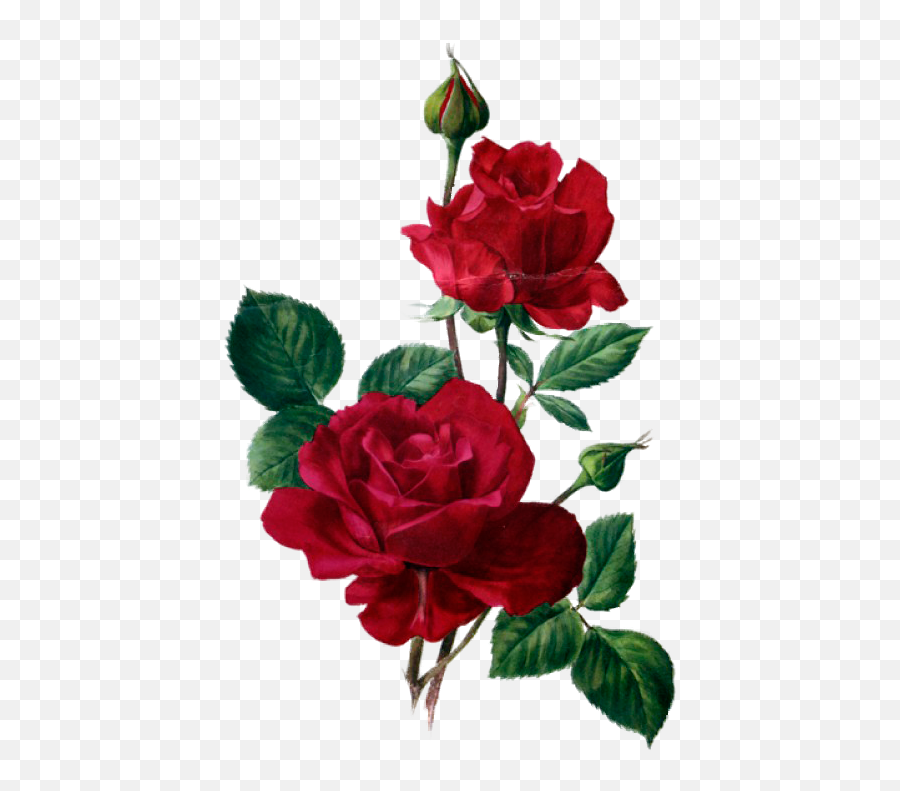 Red Roses - Roses Blue Roses Black Roses Lilacs Violets Desenhos De Rosas Vermelhas Para Imprimir Png,Black Roses Png