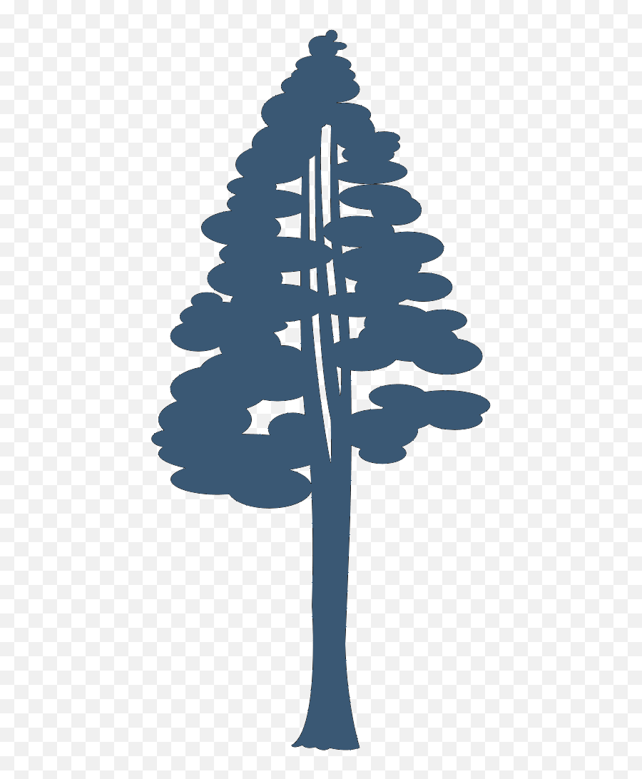 Coast Redwood Giant Sequoia Drawing - Giant Sequoia Png,Redwood Tree Png