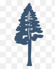 Coast Redwood Giant Sequoia Drawing - Giant Sequoia Png,Redwood Tree Png