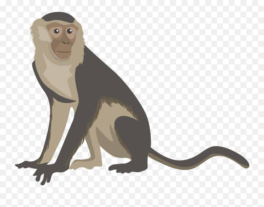 Download Monkey Png Transparent Free Images - Capuchin Realistic Monkey Clipart,Monkey Transparent Background