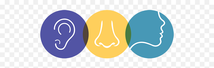 Pediatric And Adult Ear Nose - Vertical Png,Ent Icon