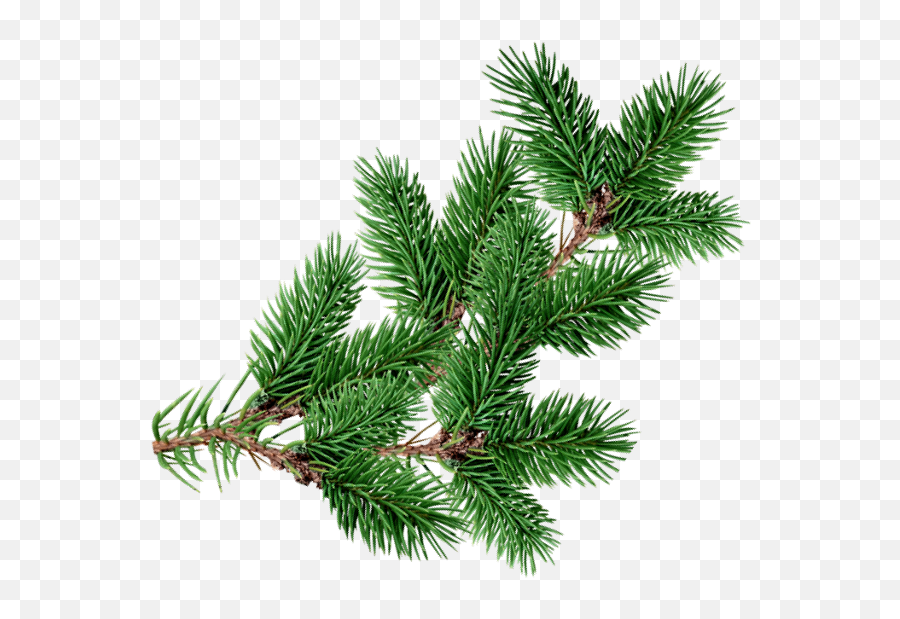 Christmastree Branch Decoration Overlay Christmas Pine - Tree Overlay Png,Pine Branch Png