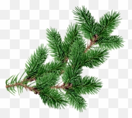 Christmastree Branch Decoration Overlay Pine - Tree Overlay png