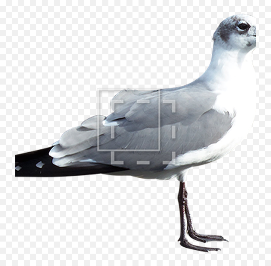 Seagull - Common Gull Png,Seagull Icon
