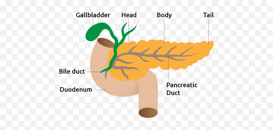 Pancreas - Pancreas Hd Png,Pancreas Icon