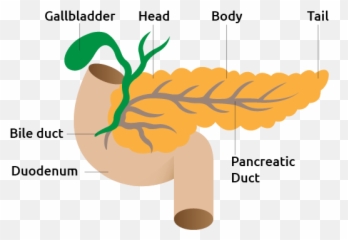 Pancreas - Hd png
