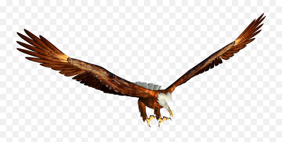 Animated Bald Eagle Hunting Png Image - Transparent Animated Eagle Flying,Bald Eagle Transparent