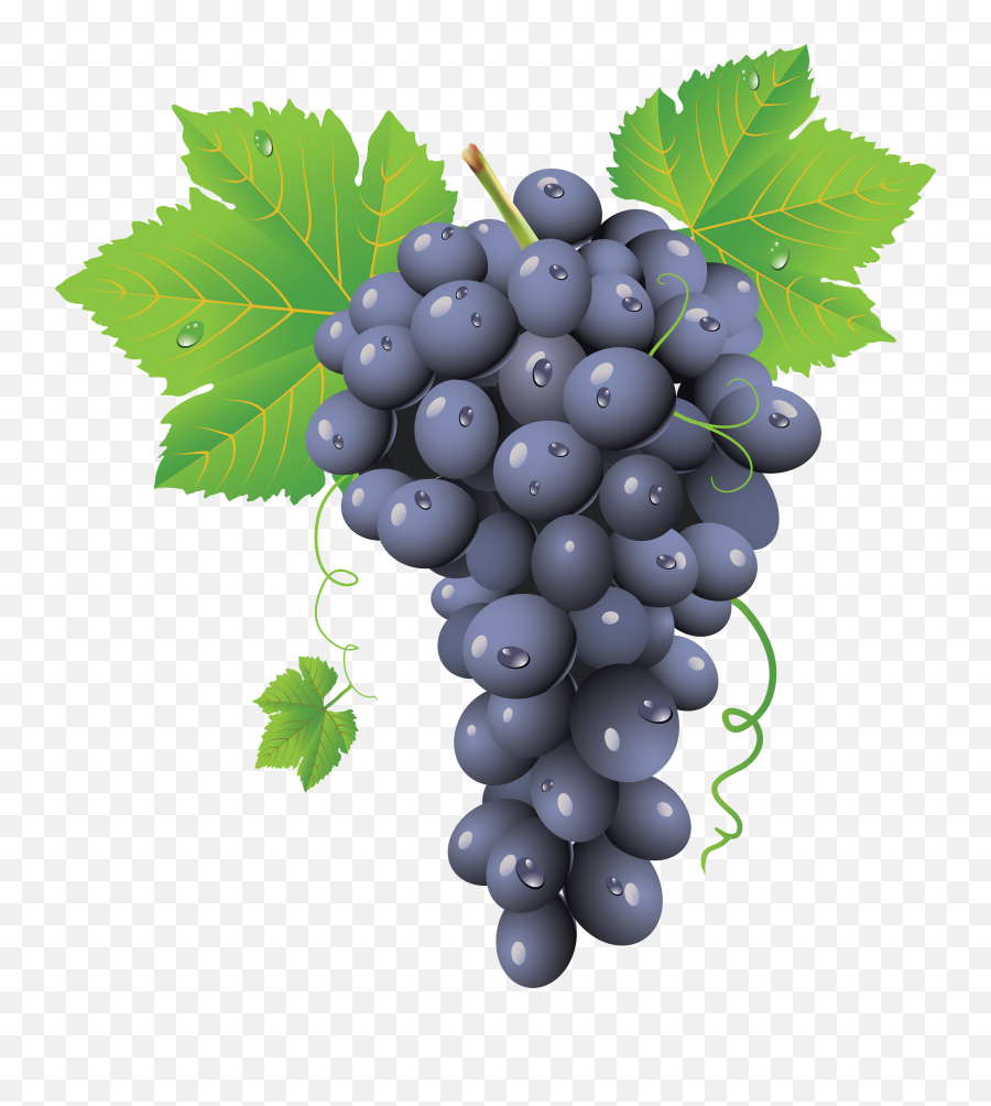 Grapes Download Free Png - Grapes Images Png,Grapes Png