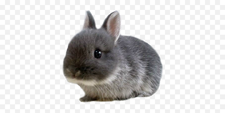 Cute Baby Animals - Fluffy Teacup Baby Bunnies Png,Bunny Transparent