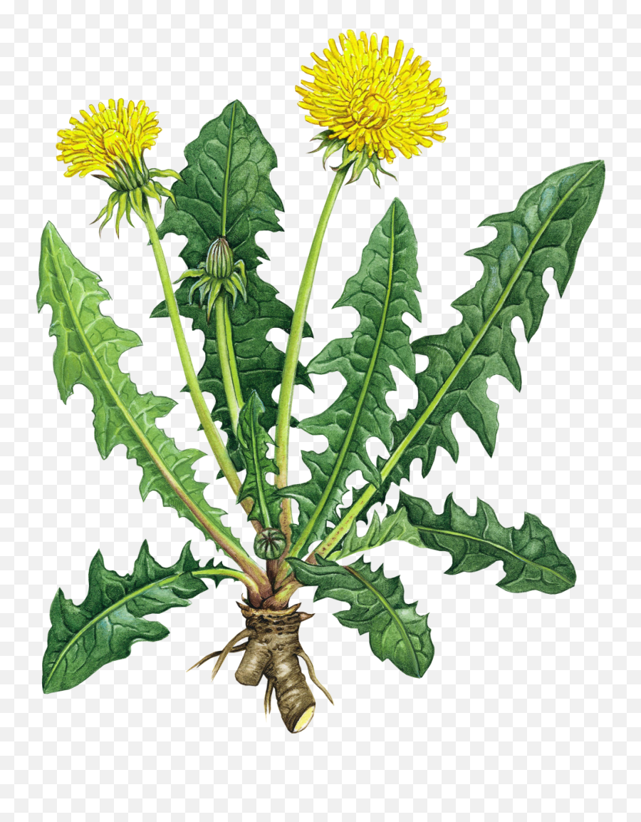 Thistle Transparent Png Clipart Free - Roasted Dandelion Root Benefits,Weeds Png