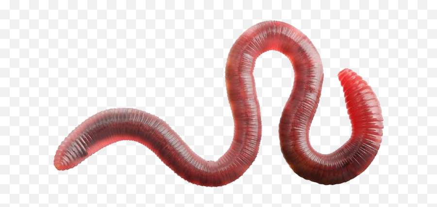 Earthworm Worm Png - Earthworm,Worm Png