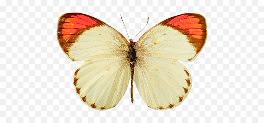 Butterfly Png Image Free Picture Download - White And Yellow Butterfly,Yellow Butterfly Png