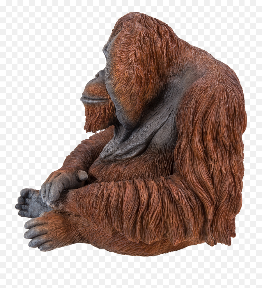 Download Orangutan - Full Size Png Image Pngkit,Orangutan Png