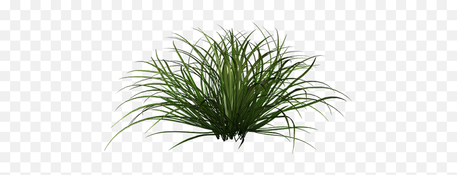 Download Hd Tall Grass Png - Ornamental Grass Bush Png,Tall Grass Png