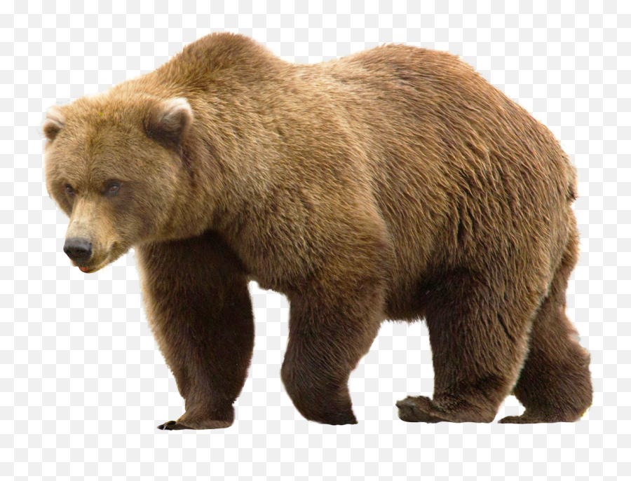 Download Grizzly Bear Png - Transparent Png Png Images Bear Png,Masha And The Bear Png