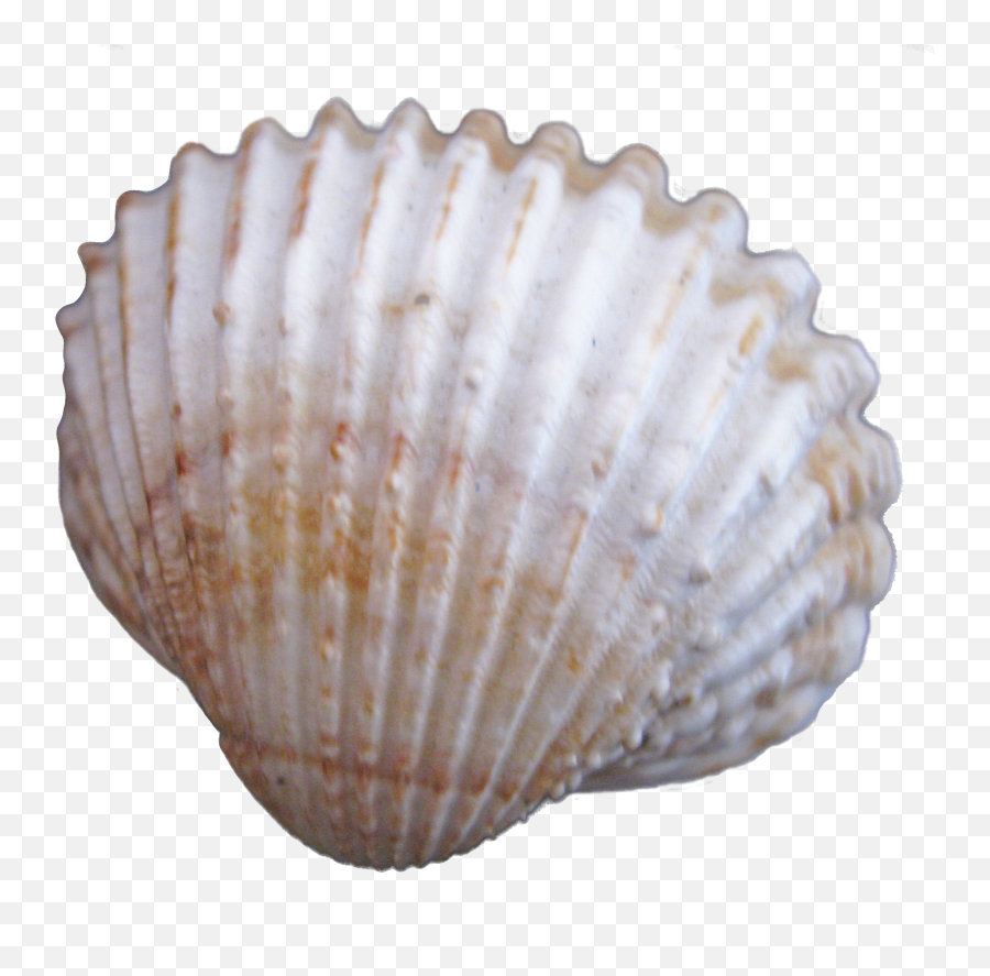 Cockle Seashell - Creative Seashells Png Download 2478 Cockle Shell Art Transparent,Seashell Png