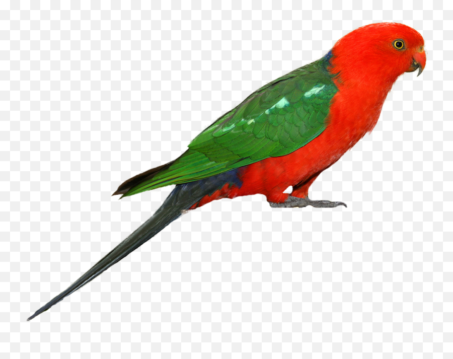 Parrot Png Clipart - Australian Birds Png,Parrot Transparent